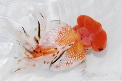 金魚