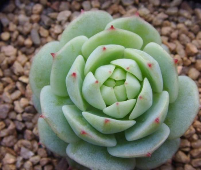多肉植物